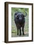 Portrait of an African buffalolooking at the camera. Chobe National Park, Botswana.-Sergio Pitamitz-Framed Photographic Print