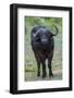 Portrait of an African buffalolooking at the camera. Chobe National Park, Botswana.-Sergio Pitamitz-Framed Photographic Print