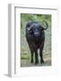 Portrait of an African buffalolooking at the camera. Chobe National Park, Botswana.-Sergio Pitamitz-Framed Photographic Print