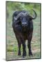 Portrait of an African buffalolooking at the camera. Chobe National Park, Botswana.-Sergio Pitamitz-Mounted Photographic Print