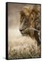 Portrait of an African lion (Panthera leo), Serengeti National Park, Tanzania, East Africa, Africa-Ashley Morgan-Framed Stretched Canvas