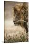 Portrait of an African lion (Panthera leo), Serengeti National Park, Tanzania, East Africa, Africa-Ashley Morgan-Stretched Canvas