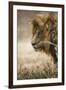 Portrait of an African lion (Panthera leo), Serengeti National Park, Tanzania, East Africa, Africa-Ashley Morgan-Framed Photographic Print