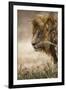 Portrait of an African lion (Panthera leo), Serengeti National Park, Tanzania, East Africa, Africa-Ashley Morgan-Framed Photographic Print