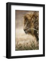Portrait of an African lion (Panthera leo), Serengeti National Park, Tanzania, East Africa, Africa-Ashley Morgan-Framed Photographic Print
