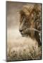 Portrait of an African lion (Panthera leo), Serengeti National Park, Tanzania, East Africa, Africa-Ashley Morgan-Mounted Photographic Print