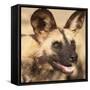 Portrait of an African Wild Dog, Harnas Wildlife Foundation and Guest Farm, Harnas, Namibia-Wendy Kaveney-Framed Stretched Canvas
