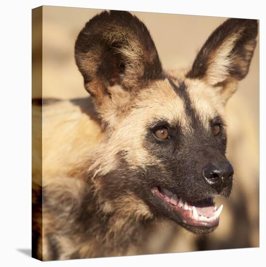 Portrait of an African Wild Dog, Harnas Wildlife Foundation and Guest Farm, Harnas, Namibia-Wendy Kaveney-Stretched Canvas