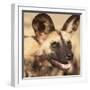 Portrait of an African Wild Dog, Harnas Wildlife Foundation and Guest Farm, Harnas, Namibia-Wendy Kaveney-Framed Photographic Print