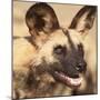 Portrait of an African Wild Dog, Harnas Wildlife Foundation and Guest Farm, Harnas, Namibia-Wendy Kaveney-Mounted Photographic Print