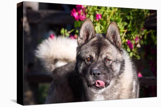 Portrait of an Akita-Zandria Muench Beraldo-Stretched Canvas