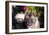 Portrait of an Akita-Zandria Muench Beraldo-Framed Photographic Print