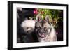 Portrait of an Akita-Zandria Muench Beraldo-Framed Photographic Print