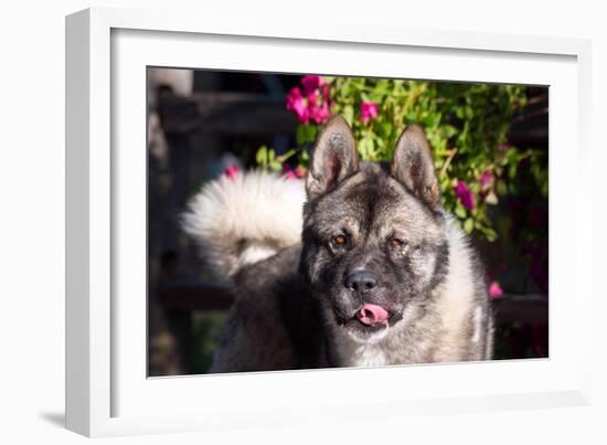 Portrait of an Akita-Zandria Muench Beraldo-Framed Photographic Print