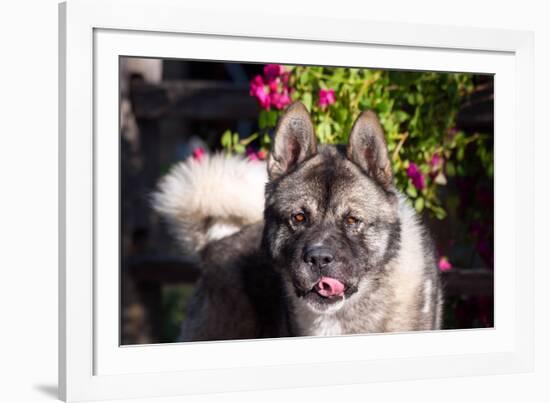 Portrait of an Akita-Zandria Muench Beraldo-Framed Photographic Print