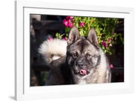 Portrait of an Akita-Zandria Muench Beraldo-Framed Photographic Print