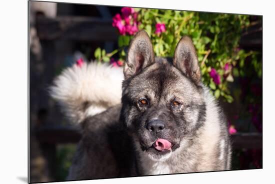 Portrait of an Akita-Zandria Muench Beraldo-Mounted Photographic Print