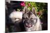 Portrait of an Akita-Zandria Muench Beraldo-Mounted Photographic Print