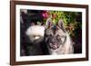 Portrait of an Akita-Zandria Muench Beraldo-Framed Photographic Print