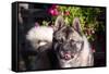 Portrait of an Akita-Zandria Muench Beraldo-Framed Stretched Canvas