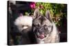 Portrait of an Akita-Zandria Muench Beraldo-Stretched Canvas