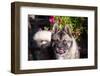 Portrait of an Akita-Zandria Muench Beraldo-Framed Photographic Print