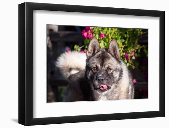 Portrait of an Akita-Zandria Muench Beraldo-Framed Photographic Print