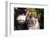 Portrait of an Akita-Zandria Muench Beraldo-Framed Photographic Print