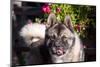 Portrait of an Akita-Zandria Muench Beraldo-Mounted Photographic Print