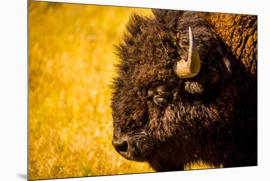 Portrait of an American Buffalo, Buffalo Round Up, Custer State Park, Black Hills, South Dakota-Laura Grier-Mounted Premium Photographic Print