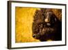 Portrait of an American Buffalo, Buffalo Round Up, Custer State Park, Black Hills, South Dakota-Laura Grier-Framed Photographic Print