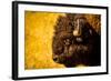 Portrait of an American Buffalo, Buffalo Round Up, Custer State Park, Black Hills, South Dakota-Laura Grier-Framed Photographic Print