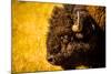 Portrait of an American Buffalo, Buffalo Round Up, Custer State Park, Black Hills, South Dakota-Laura Grier-Mounted Photographic Print