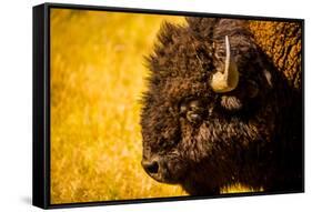 Portrait of an American Buffalo, Buffalo Round Up, Custer State Park, Black Hills, South Dakota-Laura Grier-Framed Stretched Canvas