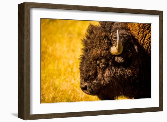 Portrait of an American Buffalo, Buffalo Round Up, Custer State Park, Black Hills, South Dakota-Laura Grier-Framed Photographic Print