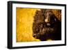 Portrait of an American Buffalo, Buffalo Round Up, Custer State Park, Black Hills, South Dakota-Laura Grier-Framed Photographic Print