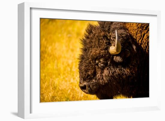 Portrait of an American Buffalo, Buffalo Round Up, Custer State Park, Black Hills, South Dakota-Laura Grier-Framed Photographic Print