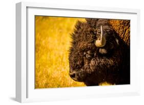 Portrait of an American Buffalo, Buffalo Round Up, Custer State Park, Black Hills, South Dakota-Laura Grier-Framed Photographic Print