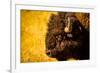 Portrait of an American Buffalo, Buffalo Round Up, Custer State Park, Black Hills, South Dakota-Laura Grier-Framed Photographic Print