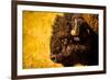 Portrait of an American Buffalo, Buffalo Round Up, Custer State Park, Black Hills, South Dakota-Laura Grier-Framed Photographic Print