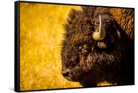 Portrait of an American Buffalo, Buffalo Round Up, Custer State Park, Black Hills, South Dakota-Laura Grier-Framed Stretched Canvas