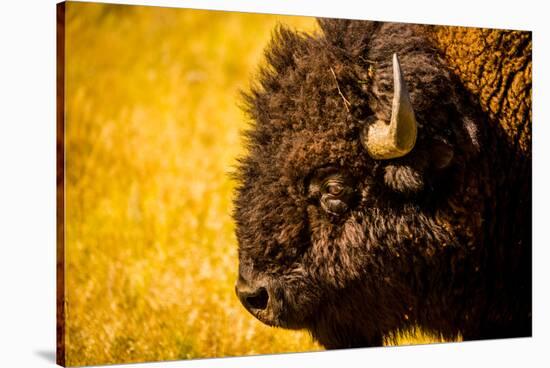 Portrait of an American Buffalo, Buffalo Round Up, Custer State Park, Black Hills, South Dakota-Laura Grier-Stretched Canvas