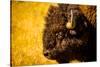 Portrait of an American Buffalo, Buffalo Round Up, Custer State Park, Black Hills, South Dakota-Laura Grier-Stretched Canvas