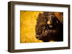 Portrait of an American Buffalo, Buffalo Round Up, Custer State Park, Black Hills, South Dakota-Laura Grier-Framed Photographic Print