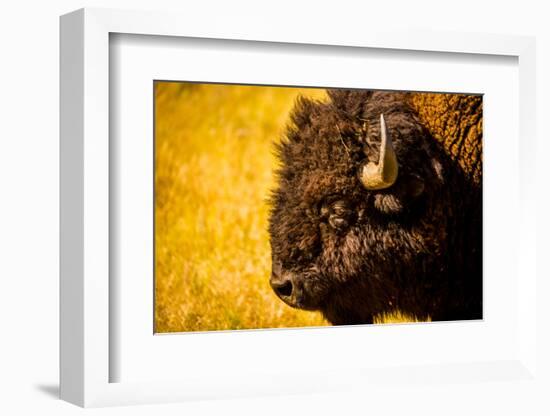 Portrait of an American Buffalo, Buffalo Round Up, Custer State Park, Black Hills, South Dakota-Laura Grier-Framed Photographic Print