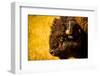 Portrait of an American Buffalo, Buffalo Round Up, Custer State Park, Black Hills, South Dakota-Laura Grier-Framed Photographic Print