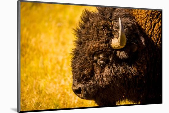 Portrait of an American Buffalo, Buffalo Round Up, Custer State Park, Black Hills, South Dakota-Laura Grier-Mounted Photographic Print