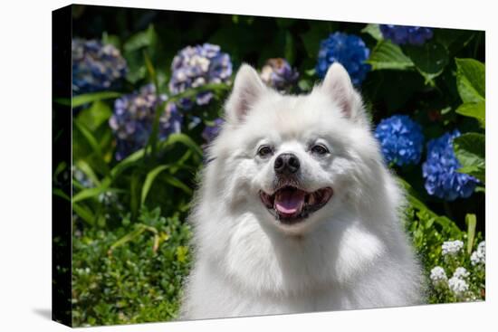 Portrait of an American Eskimo Dog-Zandria Muench Beraldo-Stretched Canvas