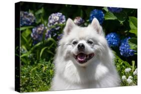 Portrait of an American Eskimo Dog-Zandria Muench Beraldo-Stretched Canvas