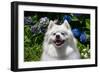 Portrait of an American Eskimo Dog-Zandria Muench Beraldo-Framed Photographic Print